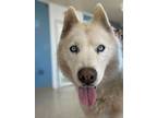 Adopt Stormy *Reduced Adoption Fee* a Siberian Husky, Mixed Breed