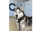 Adopt Stella a Siberian Husky, Mixed Breed