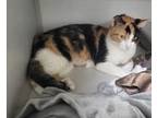 Adopt Estelle a Domestic Short Hair