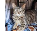 Adopt Polly a Domestic Short Hair