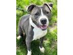 Adopt Bella Donna a Pit Bull Terrier, Mixed Breed