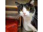 Adopt Lizzy/Bat Girl a Domestic Short Hair