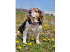 Adopt Paula` a Beagle