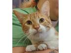 Adopt Gwendolyn a Domestic Short Hair