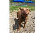Adopt CORKY a Pit Bull Terrier