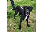 Adopt Hollow (HW-) a Labrador Retriever, Mixed Breed