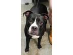 Adopt Luna a Pit Bull Terrier, Mixed Breed