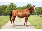 Adopt Harlem a Saddlebred