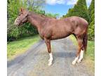 Adopt Miss Swift Kitty a Thoroughbred