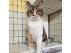 Adopt Pina Colada a Domestic Short Hair