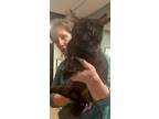 Adopt Bubbles a Domestic Medium Hair, Domestic Short Hair