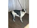 Adopt Isabella a Australian Cattle Dog / Blue Heeler