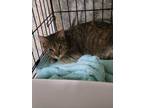 Adopt Birch a Domestic Short Hair