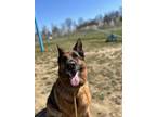 Adopt Ruby a German Shepherd Dog, Mixed Breed