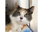 Adopt Spice bff w/ Hunter a Domestic Short Hair