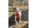 Adopt MINNIE a Pit Bull Terrier