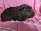 Adopt Coco a Guinea Pig