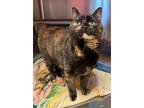 Adopt Curry a Domestic Short Hair