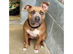 Adopt Leah K 2 a Pit Bull Terrier, Mixed Breed