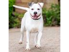 Adopt SELKIE a Pit Bull Terrier, Mixed Breed