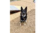 Adopt BRIDGETTE a German Shepherd Dog, Mixed Breed