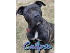 Adopt Calipso a Cane Corso, Mixed Breed