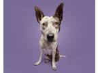 Adopt Hildie a Mixed Breed