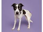Adopt Genevieve (bonded with Zukie) a Mixed Breed