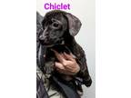 Adopt Chiclet a Hound, Pit Bull Terrier