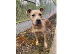 Adopt Chickadee a Terrier, Mixed Breed