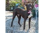 Adopt Dionne a Hound