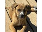 Adopt Shelby a Boxer