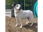 Adopt Patch a Mixed Breed