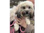 Adopt Butterfly a Poodle, Yorkshire Terrier