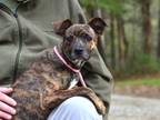 Adopt Maeve a Mountain Cur, Whippet