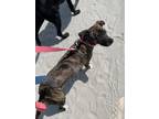 Adopt Tina a Mountain Cur, Whippet