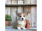 Pembroke Welsh Corgi Puppy for sale in Wilmot, OH, USA