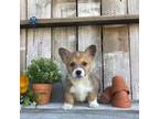 Pembroke Welsh Corgi Puppy for sale in Wilmot, OH, USA