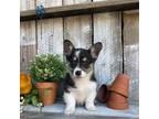 Pembroke Welsh Corgi Puppy for sale in Wilmot, OH, USA