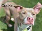 Adopt COOKIE a Pit Bull Terrier, Mixed Breed