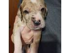Great Dane Puppy for sale in Reynoldsville, PA, USA
