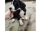 Great Dane Puppy for sale in Reynoldsville, PA, USA