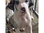 Great Dane Puppy for sale in Reynoldsville, PA, USA