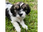 Cavapoo Puppy for sale in Charleston, SC, USA