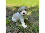 Cavapoo Puppy for sale in Charleston, SC, USA