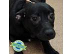 Adopt Frankie a Mixed Breed