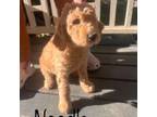 Goldendoodle Puppy for sale in Redding, CA, USA