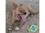 Adopt Devin a Mixed Breed