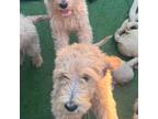 Goldendoodle Puppy for sale in Redding, CA, USA