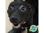 Adopt Stevie a Mixed Breed